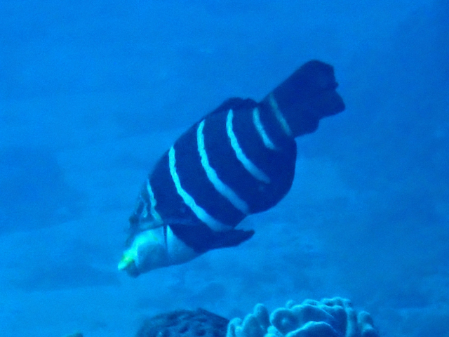 Click to View Barred Thicklip Wrasse<br><span style='font-size:12px'><i>Dave & Rose</i></span>