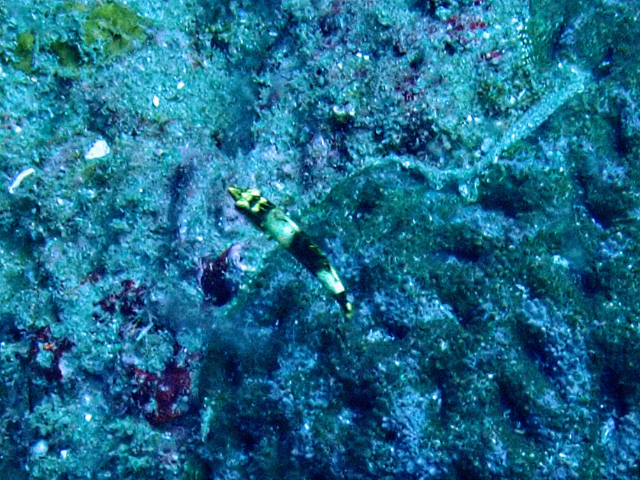 Click to View Barred Thicklip Wrasse - juvenile<br><span style='font-size:12px'><i>Dave & Rose</i></span>