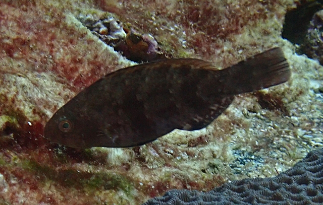 Click to View Barred Thicklip Wrasse Juv<br><span style='font-size:12px'><i>Dave & Rose</i></span>