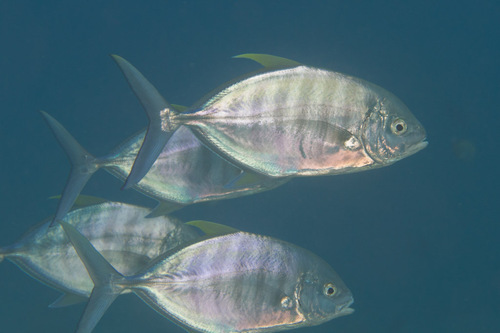 Click to View Barred Trevally<br><span style='font-size:12px'><i>iNaturalist</i></span>