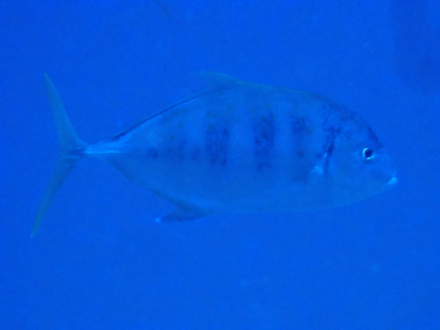 Click to View Barred Trevally<br><span style='font-size:12px'><i>Dave & Rose</i></span>