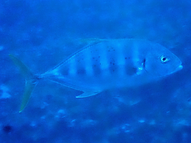 Barred Trevally Barred Trevally<br><span style='font-size:12px'><i>Dave & Rose</i>  Philippines  3rd May 2026</span>