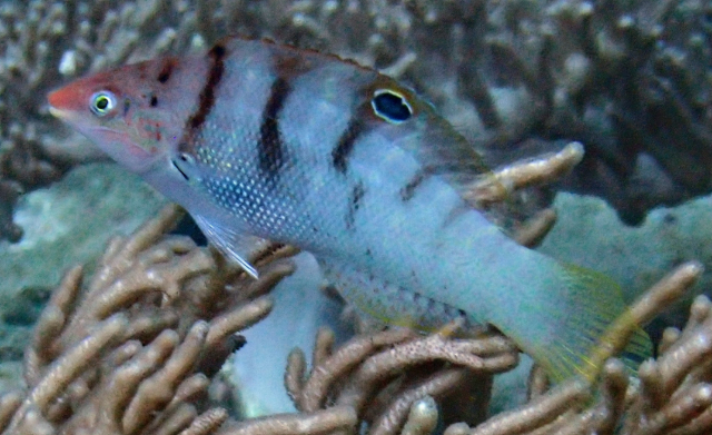 Click to View Batu Coris<br><span style='font-size:12px'><i>Dave & Rose</i></span>