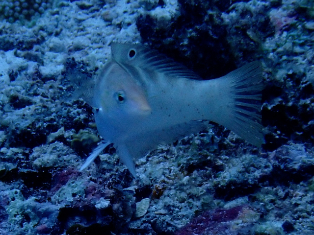 Click to View Batu Coris<br><span style='font-size:12px'><i>Dave & Rose</i></span>