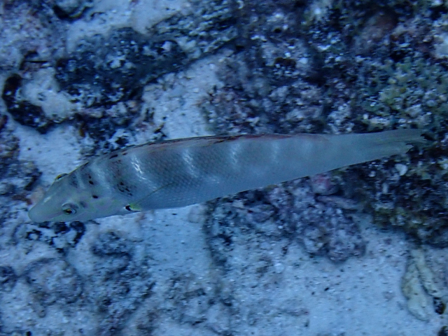 Click to View Batu Coris<br><span style='font-size:12px'><i>Dave & Rose</i></span>