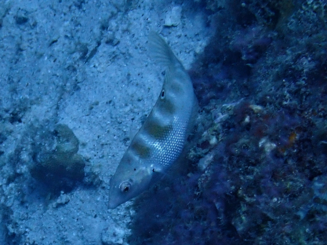 Click to View Batu Coris<br><span style='font-size:12px'><i>Dave & Rose</i></span>