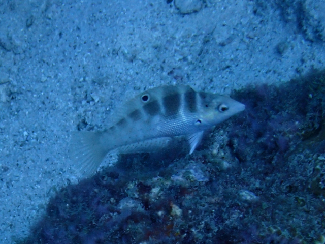 Click to View Batu Coris<br><span style='font-size:12px'><i>Dave & Rose</i></span>