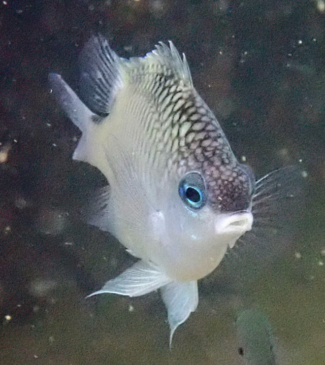 Click to View Batuna's Damsel<br><span style='font-size:12px'><i>Dave & Rose</i></span>