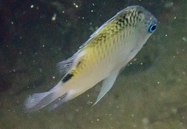 Click to View Batuna's Damsel<br><span style='font-size:12px'><i>Dave & Rose</i></span>