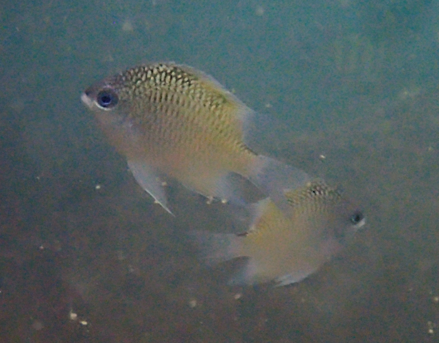 Click to View Batuna's Damsel<br><span style='font-size:12px'><i>Dave & Rose</i></span>