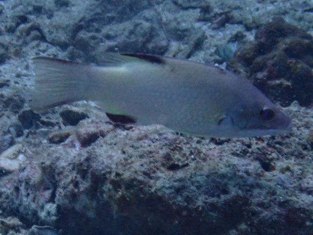 Axilspot Hogfish<br><span style='font-size:12px'><i>Dave & Rose</i>&nbsp&nbspThailand&nbsp&nbsp17th Sep 2025</span>