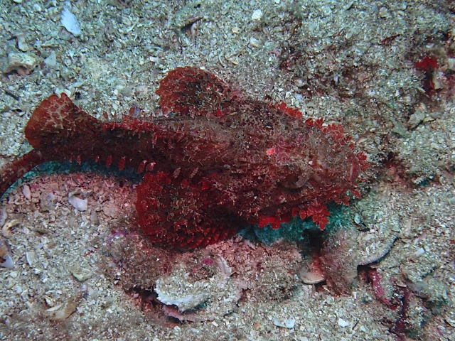 Click to View Bearded Scorpionfish<br><span style='font-size:12px'><i>Dave & Rose</i></span>