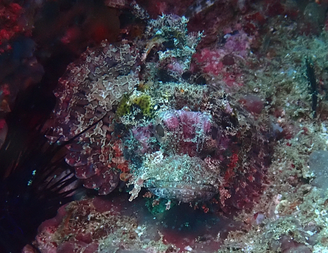 Click to View Bearded Scorpionfish<br><span style='font-size:12px'><i>Dave & Rose</i></span>