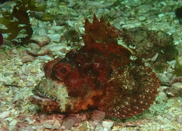 Click to View Bearded Scorpionfish<br><span style='font-size:12px'><i>Dave & Rose</i></span>