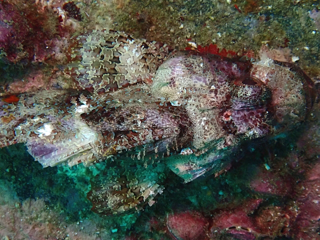 Click to View Bearded Scorpionfish<br><span style='font-size:12px'><i>Dave & Rose</i></span>