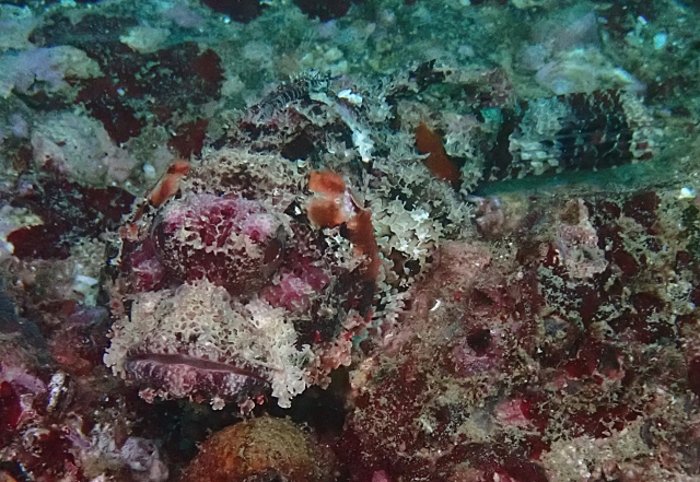 Click to View Bearded Scorpionfish<br><span style='font-size:12px'><i>Dave & Rose</i></span>