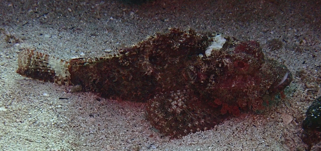 Click to View Bearded Scorpionfish<br><span style='font-size:12px'><i>Dave & Rose</i></span>