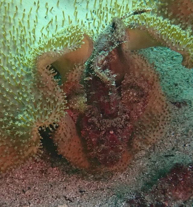 Click to View Bearded Scorpionfish<br><span style='font-size:12px'><i>Dave & Rose</i></span>