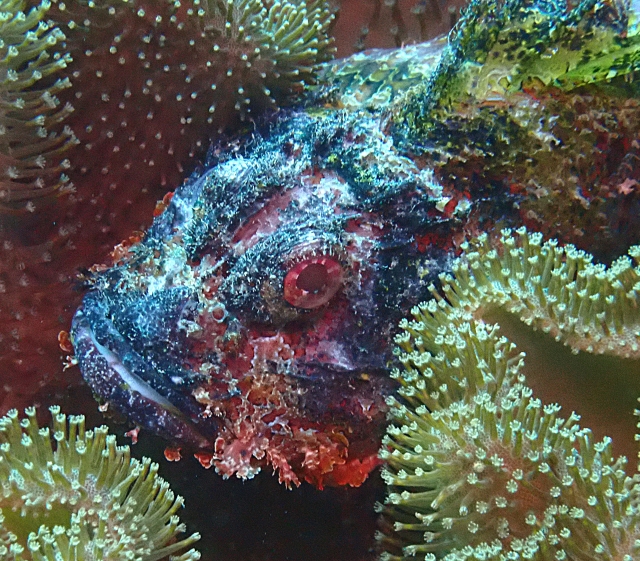 Click to View Bearded Scorpionfish<br><span style='font-size:12px'><i>Dave & Rose</i></span>