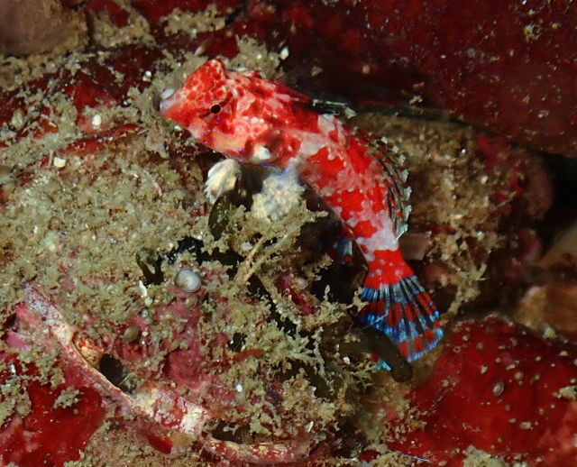 Click to View Bearded Scorpionfish Juv<br><span style='font-size:12px'><i>Dave & Rose</i></span>