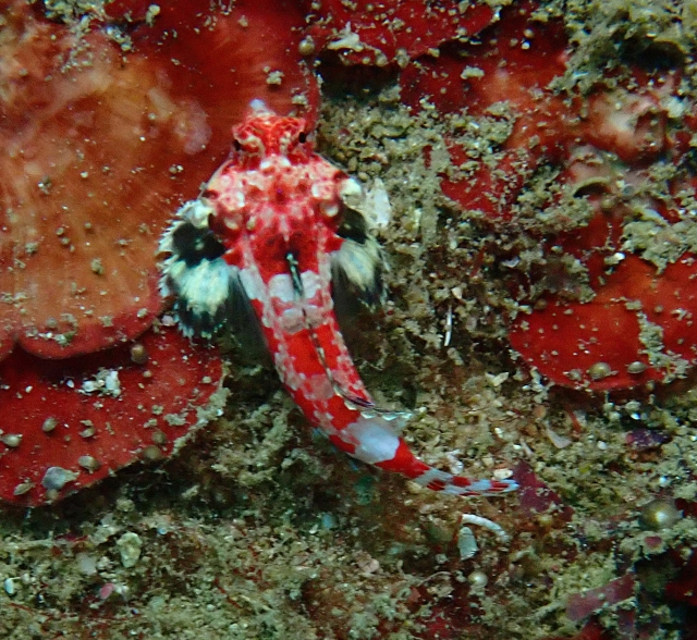 Click to View Bearded Scorpionfish Juv<br><span style='font-size:12px'><i>Dave & Rose</i></span>
