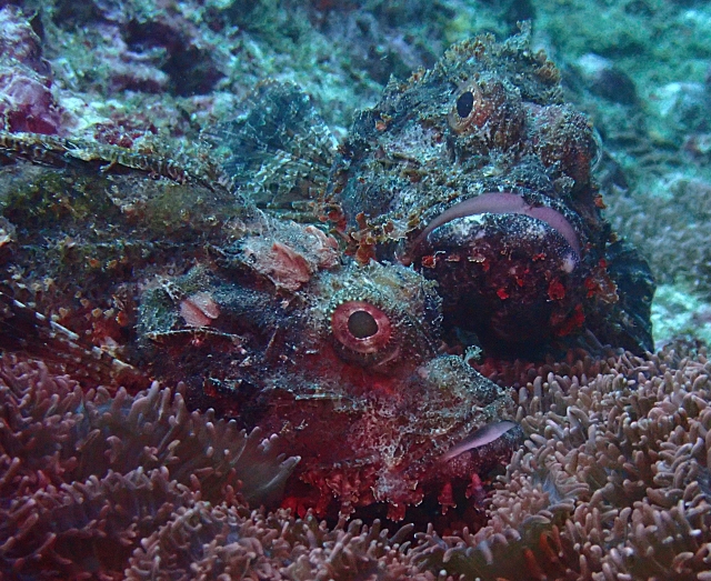 Click to View Bearded Scorpionfish<br><span style='font-size:12px'><i>Dave & Rose</i></span>