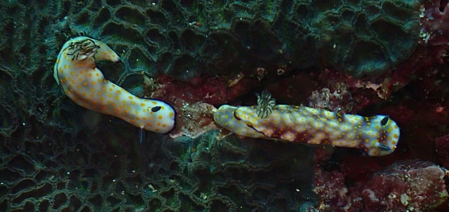 Click to View Beautiful Risbecia<br><span style='font-size:12px'><i>Dave & Rose</i></span>