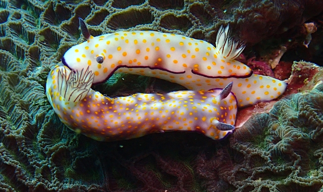 Click to View Beautiful Risbecia<br><span style='font-size:12px'><i>Dave & Rose</i></span>