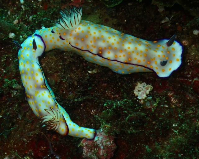 Click to View Beautiful Risbecia<br><span style='font-size:12px'><i>Dave & Rose</i></span>