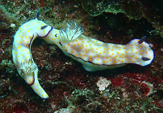 Click to View Beautiful Risbecia<br><span style='font-size:12px'><i>Dave & Rose</i></span>