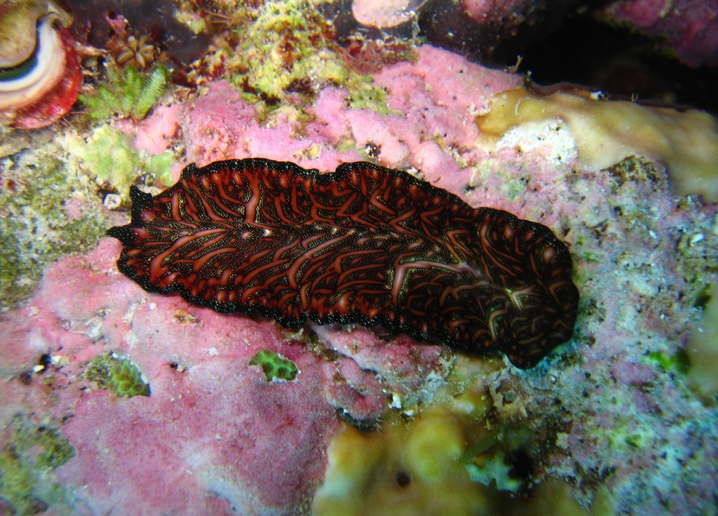 Click to View Bedford's Flatworm<br><span style='font-size:12px'><i>Wikimedia</i></span>