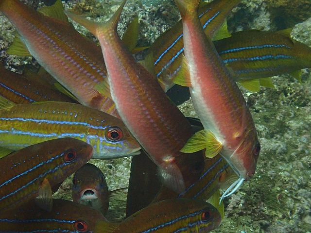 Click to View Bengal Snapper at cleaning station<br><span style='font-size:12px'><i>Dave & Rose</i></span>