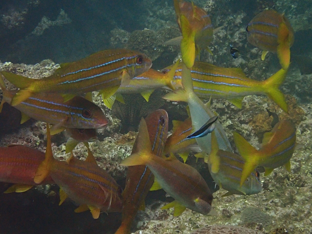 Click to View Bengal Snapper at cleaning station<br><span style='font-size:12px'><i>Dave & Rose</i></span>