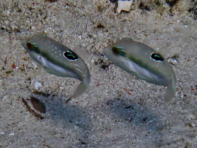 Click to View Bennet's Toby<br><span style='font-size:12px'><i>Dave & Rose</i></span>