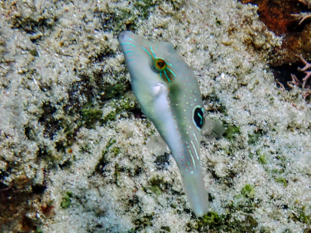 Click to View Bennet's Toby<br><span style='font-size:12px'><i>Dave & Rose</i></span>