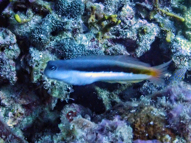 Click to View Bicolor Blenny<br><span style='font-size:12px'><i>Dave & Rose</i></span>