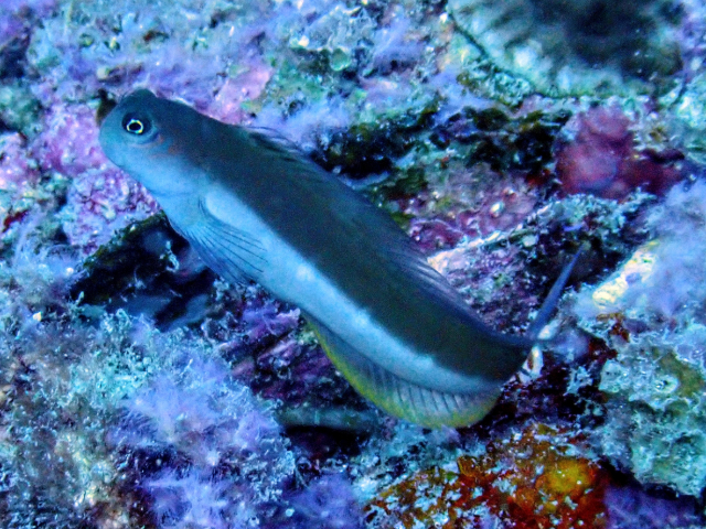 Click to View Bicolor Blenny<br><span style='font-size:12px'><i>Dave & Rose</i></span>