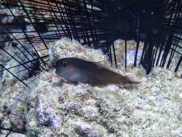 Click to View Bicolor Blenny<br><span style='font-size:12px'><i>Dave & Rose</i></span>