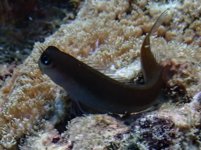 Click to View Bicolor Blenny<br><span style='font-size:12px'><i>Dave & Rose</i></span>