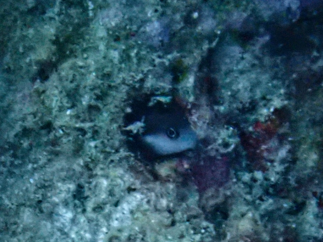 Click to View Bicolor Blenny<br><span style='font-size:12px'><i>Dave & Rose</i></span>