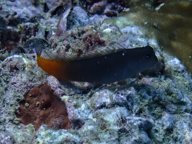 Click to View Bicolor Blenny<br><span style='font-size:12px'><i>Dave & Rose</i></span>