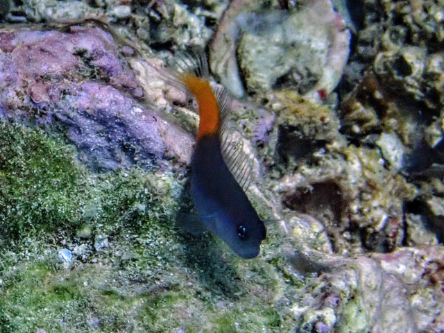 Click to View Bicolor Blenny<br><span style='font-size:12px'><i>Dave & Rose</i></span>