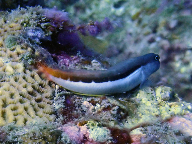 Click to View Bicolor Blenny<br><span style='font-size:12px'><i>Dave & Rose</i></span>