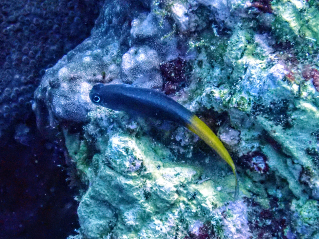 Click to View Bicolor Blenny<br><span style='font-size:12px'><i>Dave & Rose</i></span>