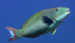 Click to View Bicolour Parrotfish<br><span style='font-size:12px'><i>iNaturalist</i></span>