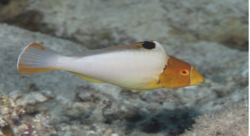 Click to View Bicolour Parrotfish<br><span style='font-size:12px'><i>iNaturalist</i></span>