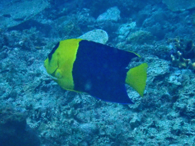 Click to View Bicolour Angelfish<br><span style='font-size:12px'><i>Dave & Rose</i></span>