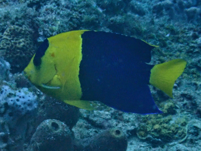 Bicolour Angelfish Bicolour Angelfish<br><span style='font-size:12px'><i>Dave & Rose</i>  Philippines  3rd May 2026</span>