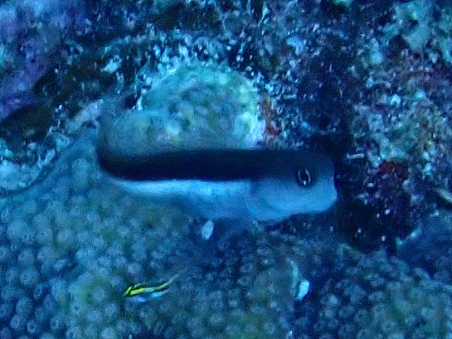 Click to View Bicolor Blenny<br><span style='font-size:12px'><i>Dave & Rose</i></span>