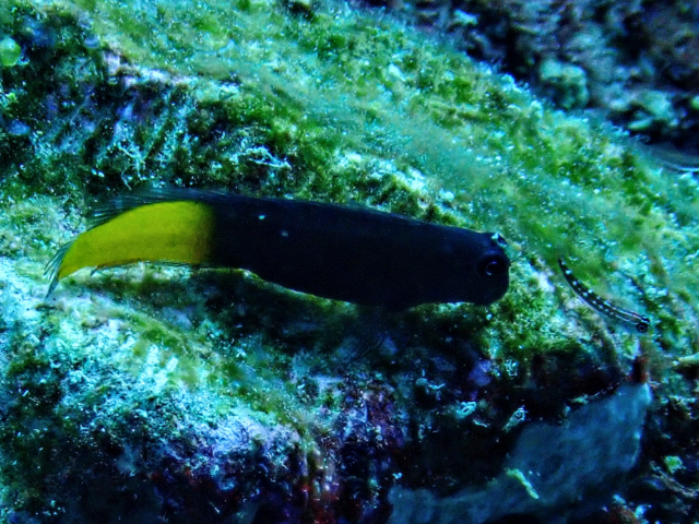 Click to View Bicolor Blenny<br><span style='font-size:12px'><i>Dave & Rose</i></span>